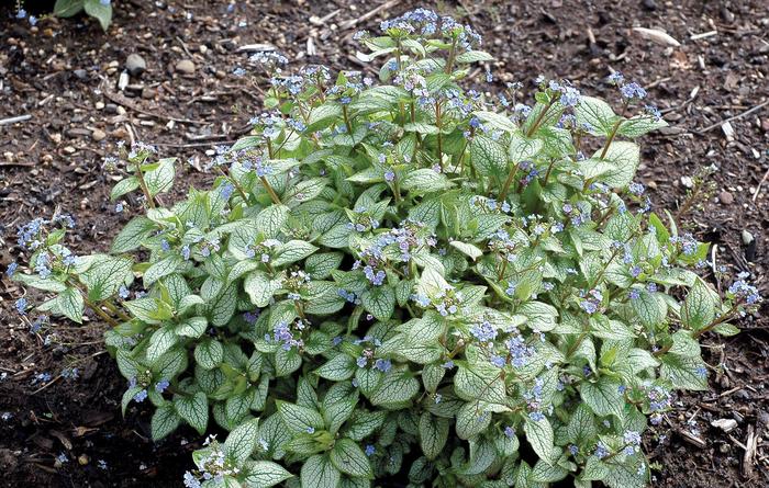 'Alexander's Great Brunnera - Brunnera from Wilson Farms Inc