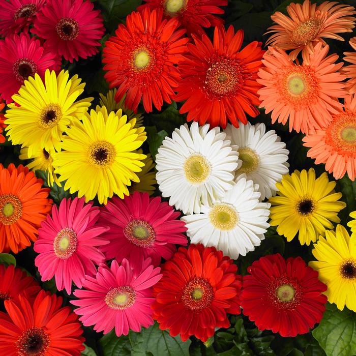 Gerber Daisy - Gerbera jamesonii from Wilson Farms Inc