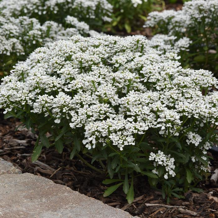 'Summer Snowdrift' Candytuft - Iberis amara from Wilson Farms Inc