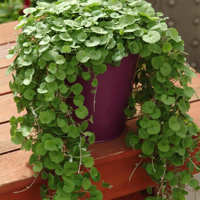 'Emerald falls' - Dichondra repens from Wilson Farms Inc