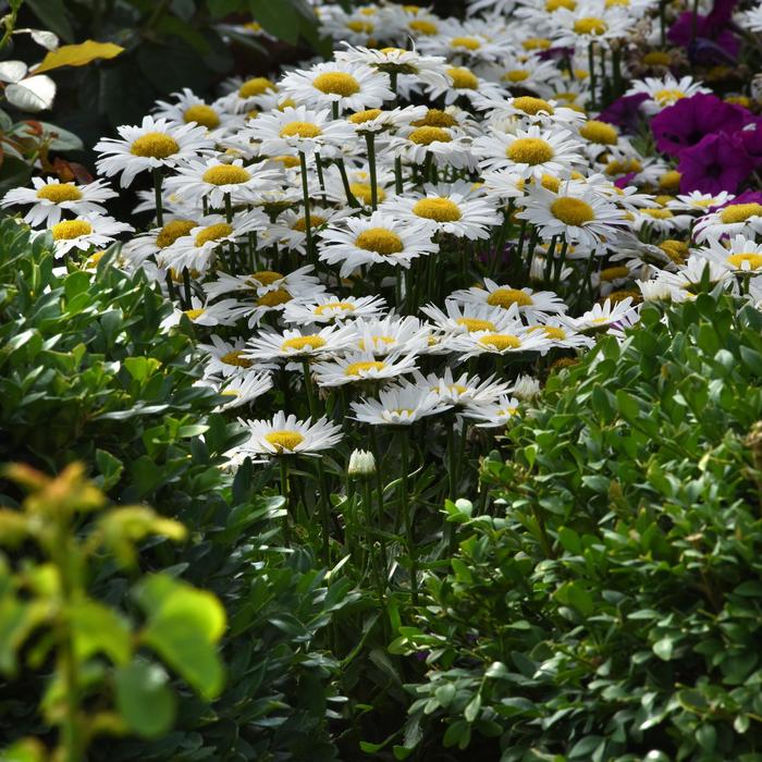 Shasta Daisy - Leucanthemum x superbum from Wilson Farms Inc