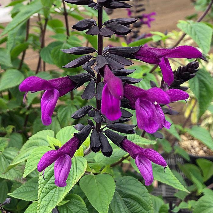 Bodacious&reg; 'Smokey Jazz' - Salvia x guaranitica (Anise Sage) from Wilson Farms Inc