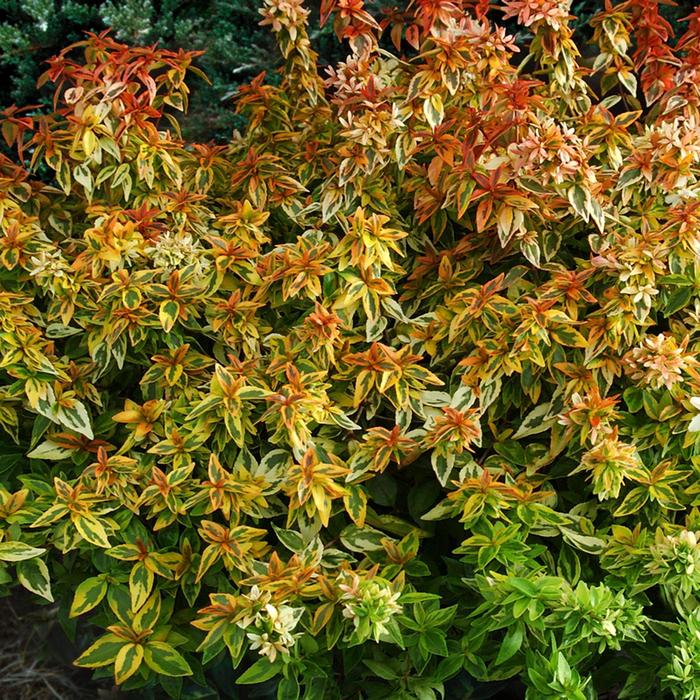 Kaleidoscope Abelia - Abelia x grandiflora from Wilson Farms Inc