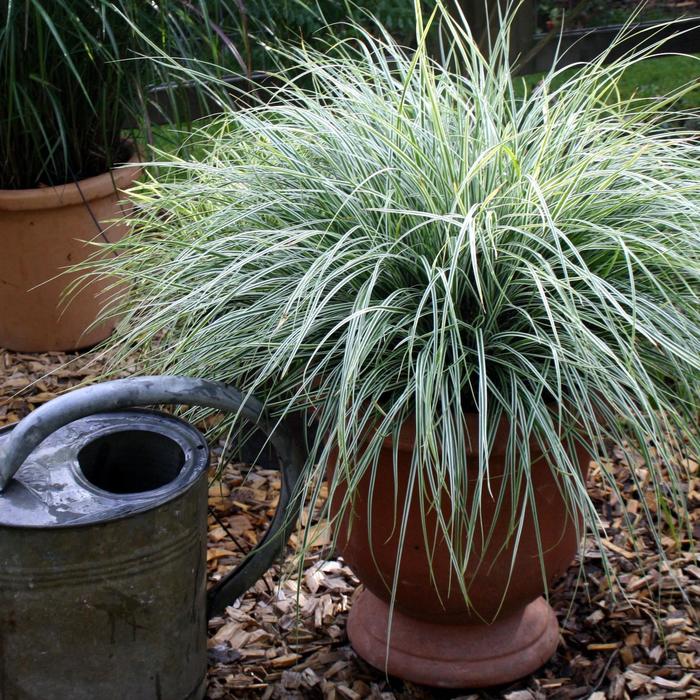 EverColor&reg; 'Everest' - Carex oshimensis (Variegated Sedge) from Wilson Farms Inc