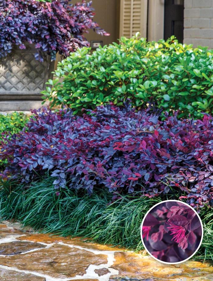 'Purple Daydream&reg;' Chinese Fringeflower - Loropetalum chinense from Wilson Farms Inc