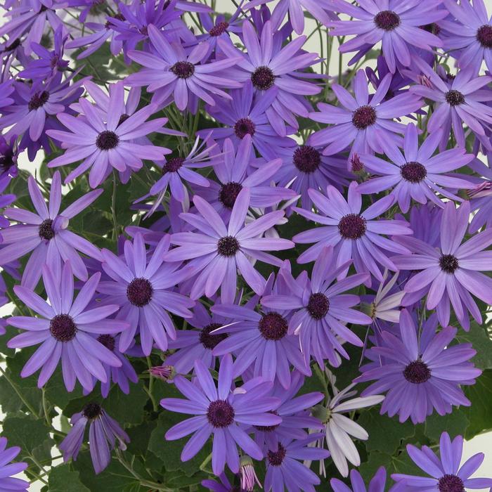 Senetti&reg; Blue - Pericallis (Cineraria) from Wilson Farms Inc