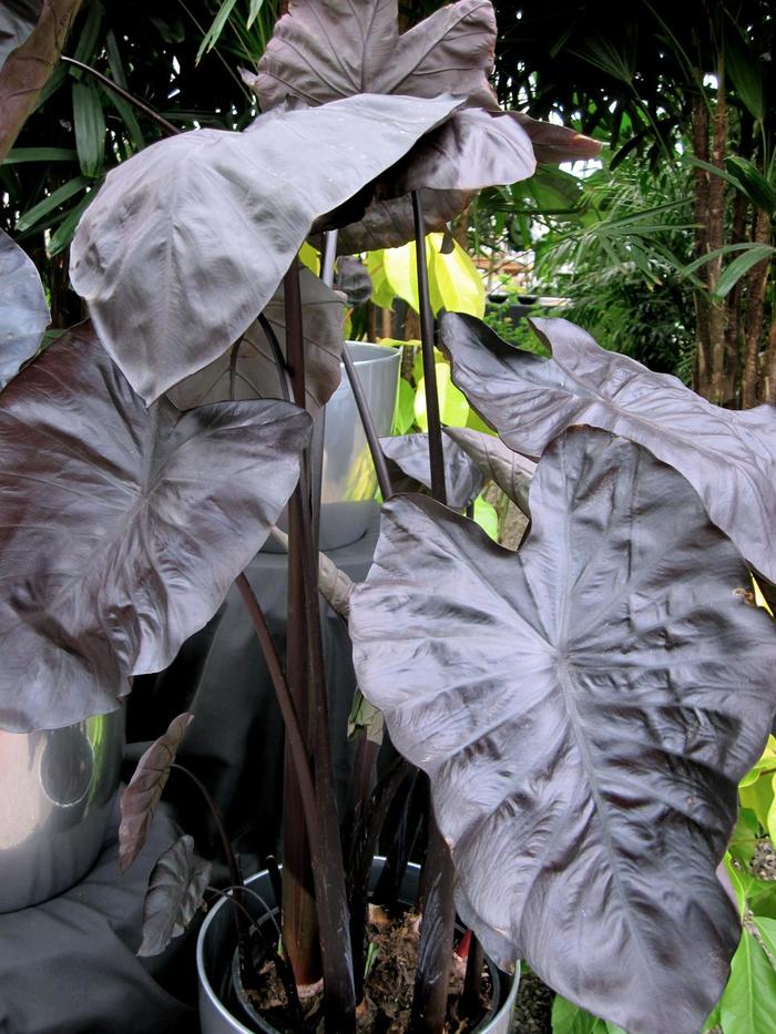 Royal Hawaiian&reg; 'Black Coral' - Colocasia esculenta (Elephant's Ear) from Wilson Farms Inc