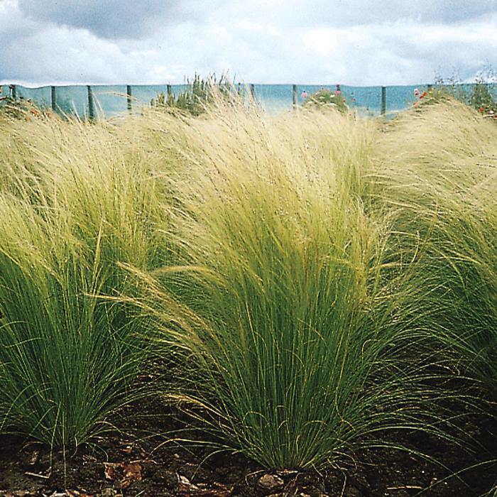Feather Grass 'Pony Tails' - Stipa tenuissima (Feather Grass) from Wilson Farms Inc