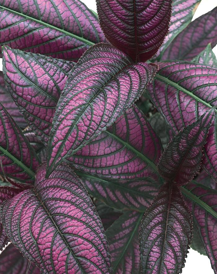 Persian Shield - Strobilanthes dyerianus from Wilson Farms Inc