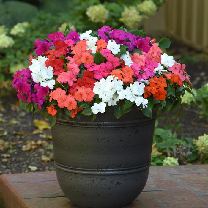 Impatiens Assorted - Impatiens walleriana from Wilson Farms Inc