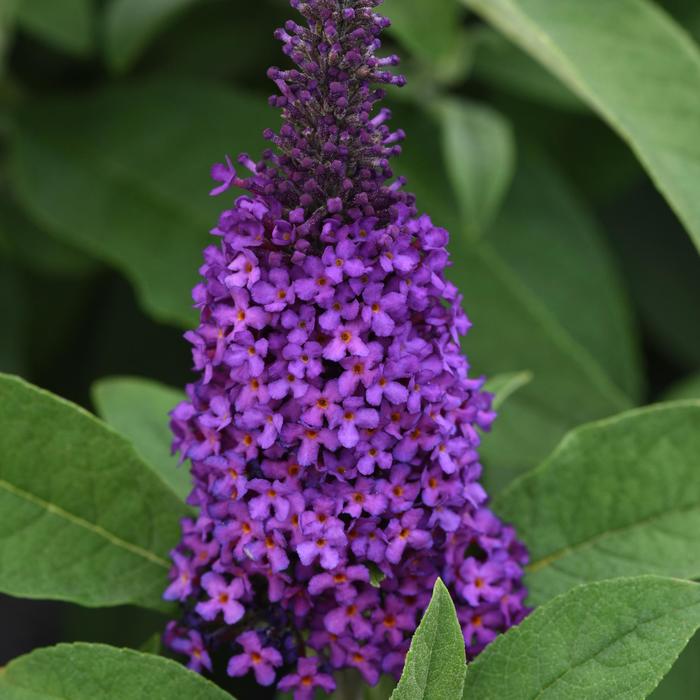 Chrysalis&trade; Purple - Buddleia davidii (Butterfly Bush) from Wilson Farms Inc