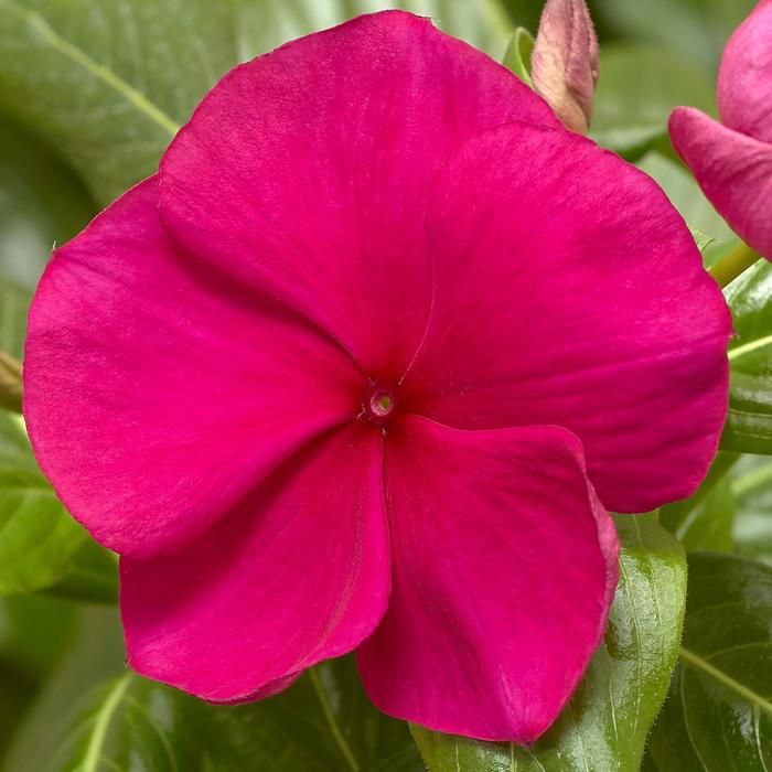 'Hotgenta' Periwinkle - Catharanthus roseus (Annual Vinca; Periwinkle) from Wilson Farms Inc