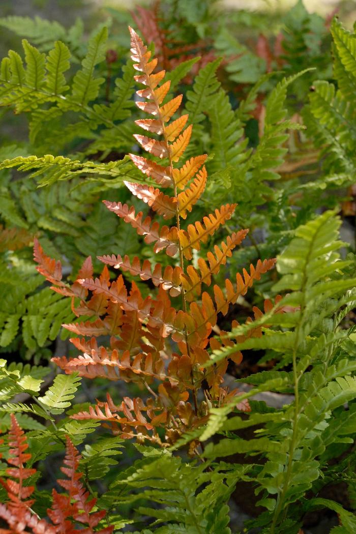 Autumn Fern - Dryopteris erythrosora from Wilson Farms Inc