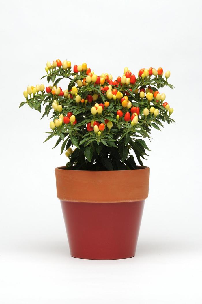 'Hot Pops Yellow' - Capsicum annuum (Ornamental Pepper) from Wilson Farms Inc