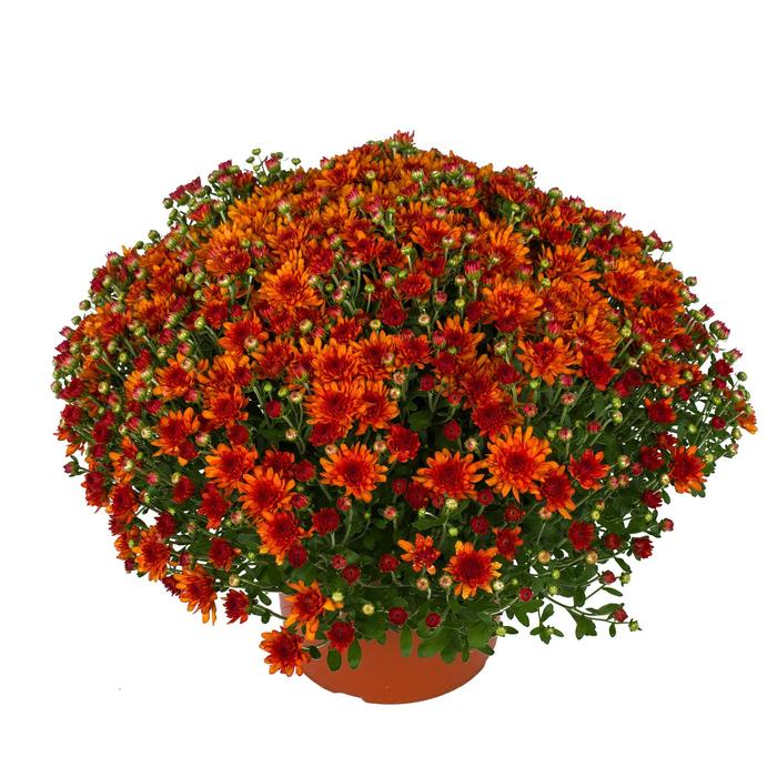 Wanda&trade; Bronze Garden Mum - Chrysanthemum x morifolium from Wilson Farms Inc