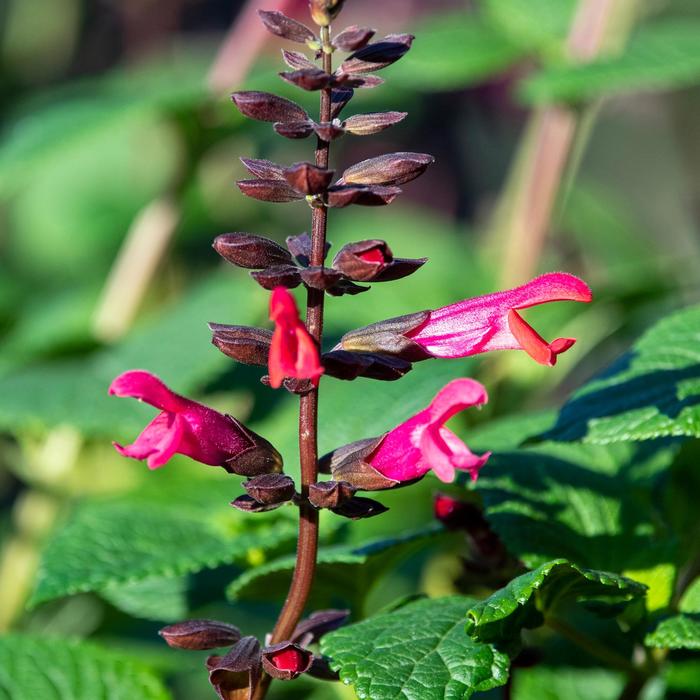 Bodacious&reg; 'Jammin' Jazz' - Salvia x guaranitica (Anise Sage) from Wilson Farms Inc