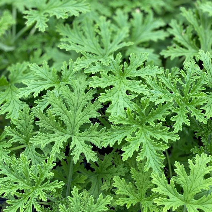 CITRONELLA - Pelargonium graveolens from Wilson Farms Inc
