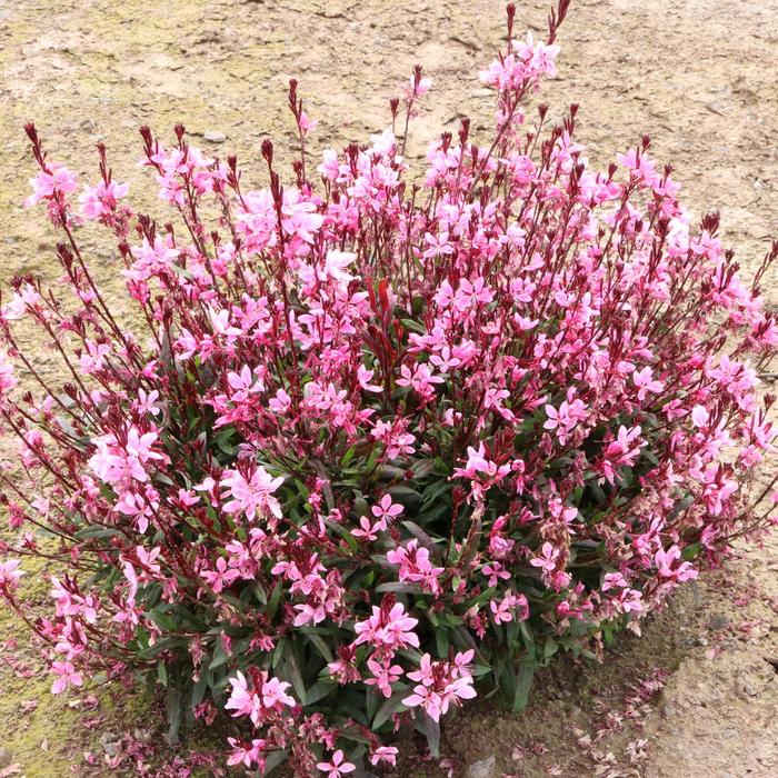 Gaura Blush Pink - Gaura from Wilson Farms Inc