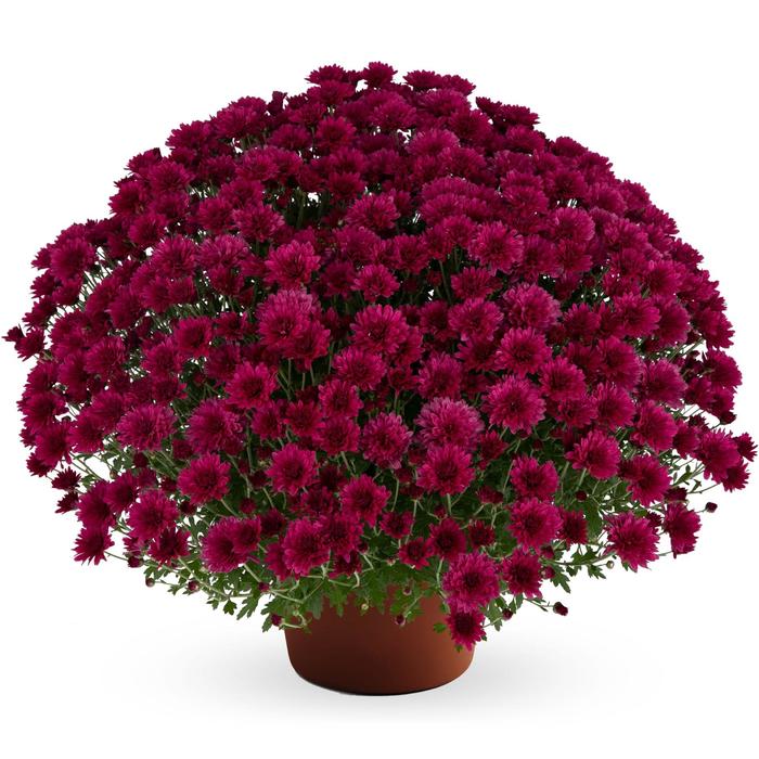 Elizabeth&trade; 'Dark Pink' - Chrysanthemum x morifolium (Garden Mum) from Wilson Farms Inc