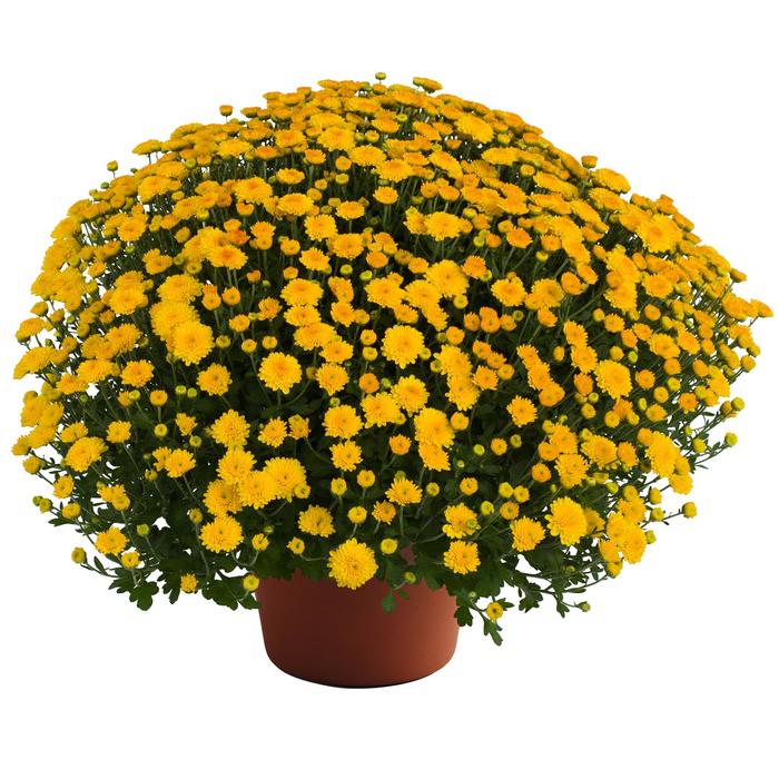 'Hailey Gold' Garden Mum - Chrysanthemum x morifolium from Wilson Farms Inc