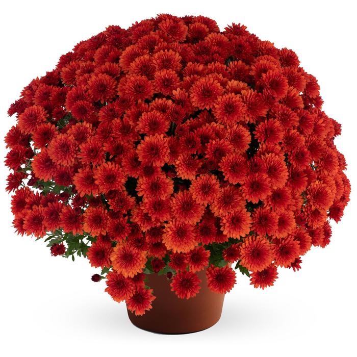 Judy&trade; 'Bronze' - Chrysanthemum x morifolium (Garden Mum) from Wilson Farms Inc