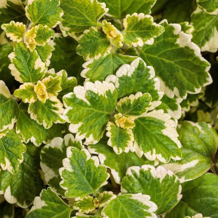 'Variegata' Swedish Ivy - Plectranthus coleoides from Wilson Farms Inc