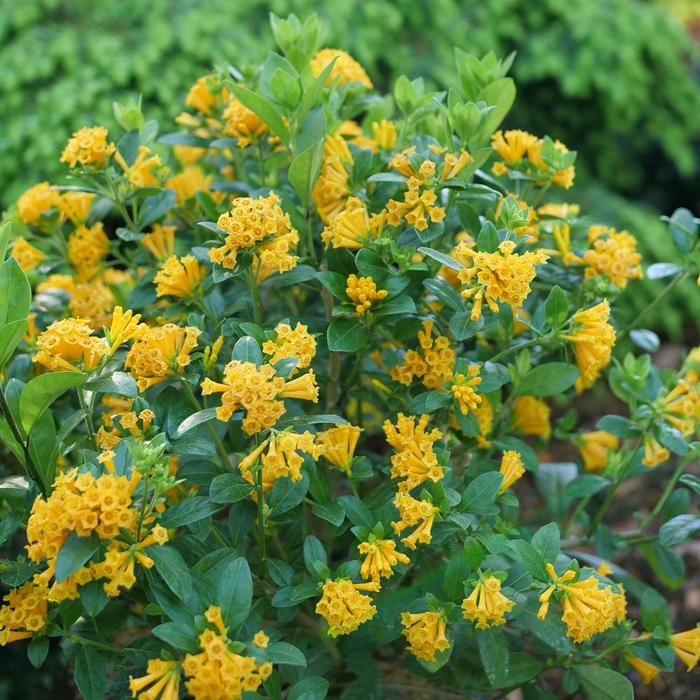 Juiced® Orange Jessamine - Cestrum corymbosum from Wilson Farms Inc