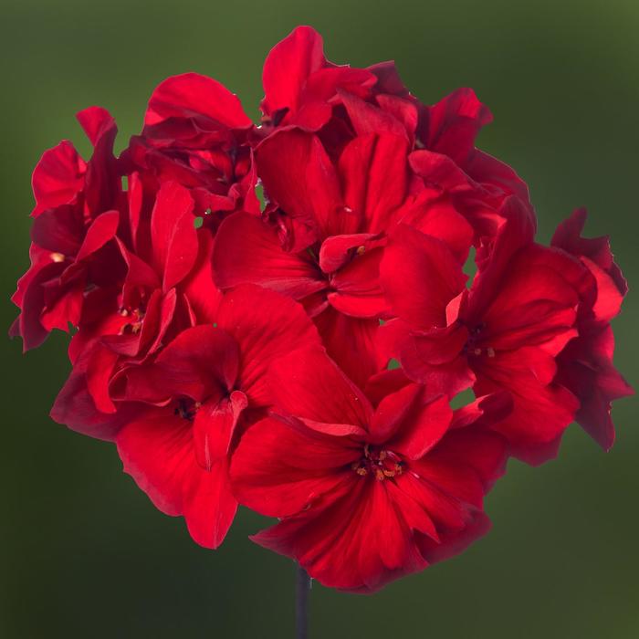 Dark Red Geranium - Pelargonium (Interspecific Geranium) from Wilson Farms Inc