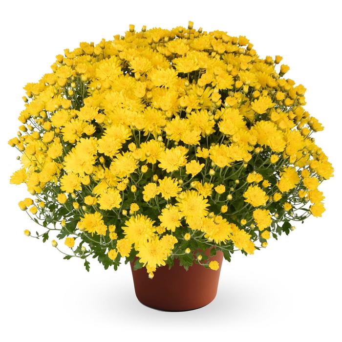 Pamela&trade; Yellow - Chrysanthemum x morifolium (Garden Mum) from Wilson Farms Inc