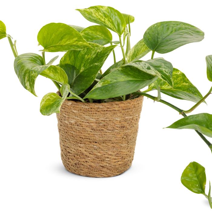 Beautifall® 'Snowy Morning' Pothos - Epipremnum aureum from Wilson Farms Inc
