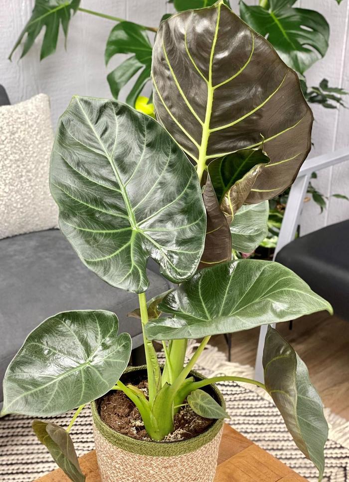 'Regal Shields' Elephant Ear - Alocasia from Wilson Farms Inc