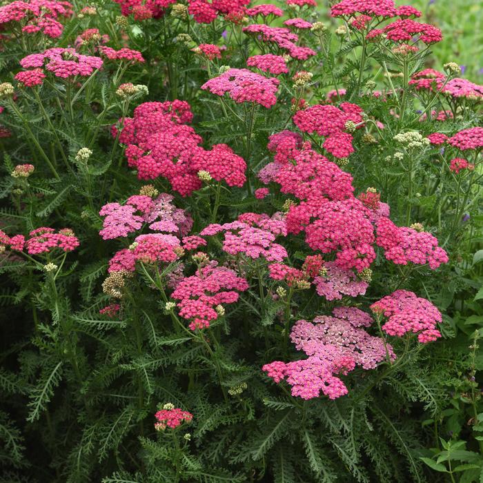 New Vintage&trade; Rose - Achillea millefolium (Yarrow) from Wilson Farms Inc