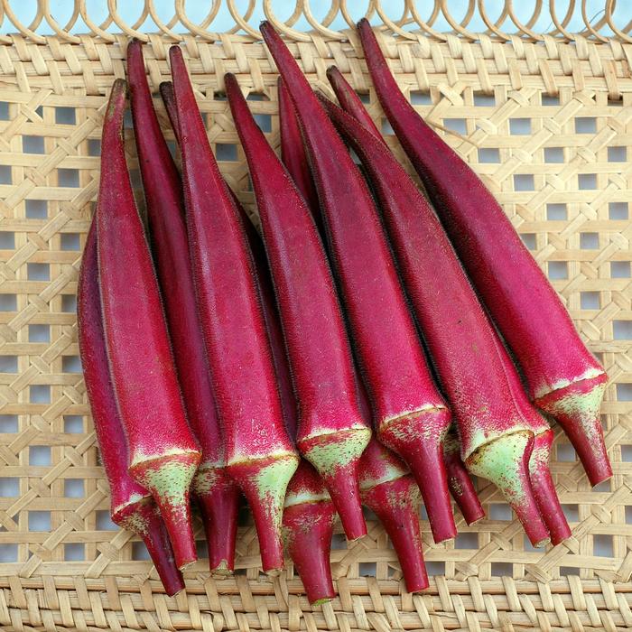 'Candle Fire' - Abelmoschus esculentus (Okra) from Wilson Farms Inc