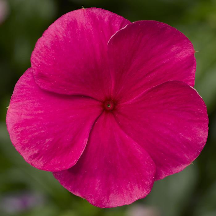 Cora&reg; XDR Punch - Catharanthus roseus (Annual Vinca; Periwinkle) from Wilson Farms Inc