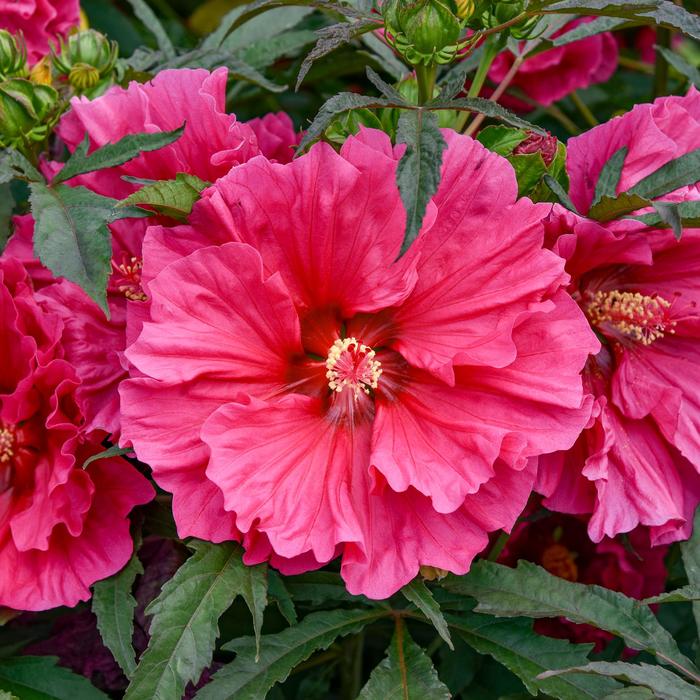 'Watermelon Ruffles' Rose Mallow - Hibiscus from Wilson Farms Inc