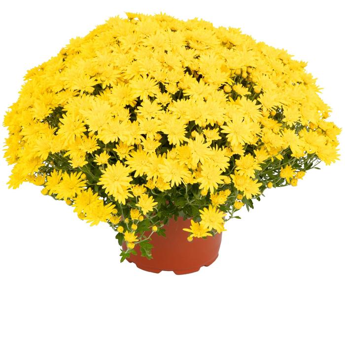 Nadia&trade; Yellow Garden Mum - Chrysanthemum x morifolium from Wilson Farms Inc