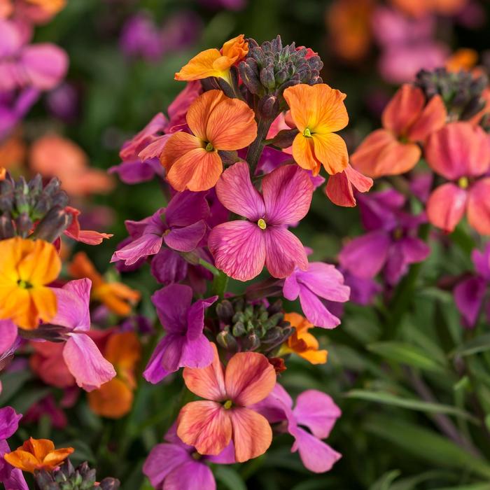 Erysistible Bronze Rose Wallflower - Erysimum linifolium from Wilson Farms Inc
