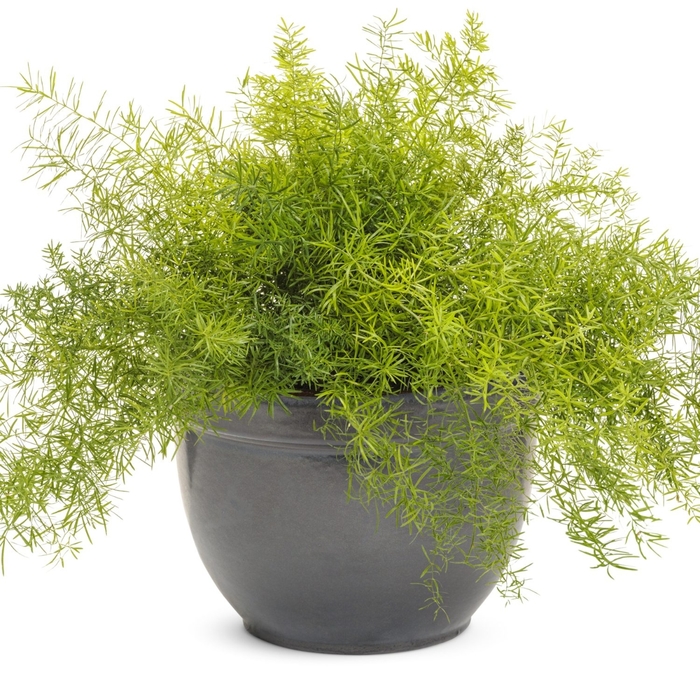 Asparagus Fern - Sprengeri from Wilson Farms Inc