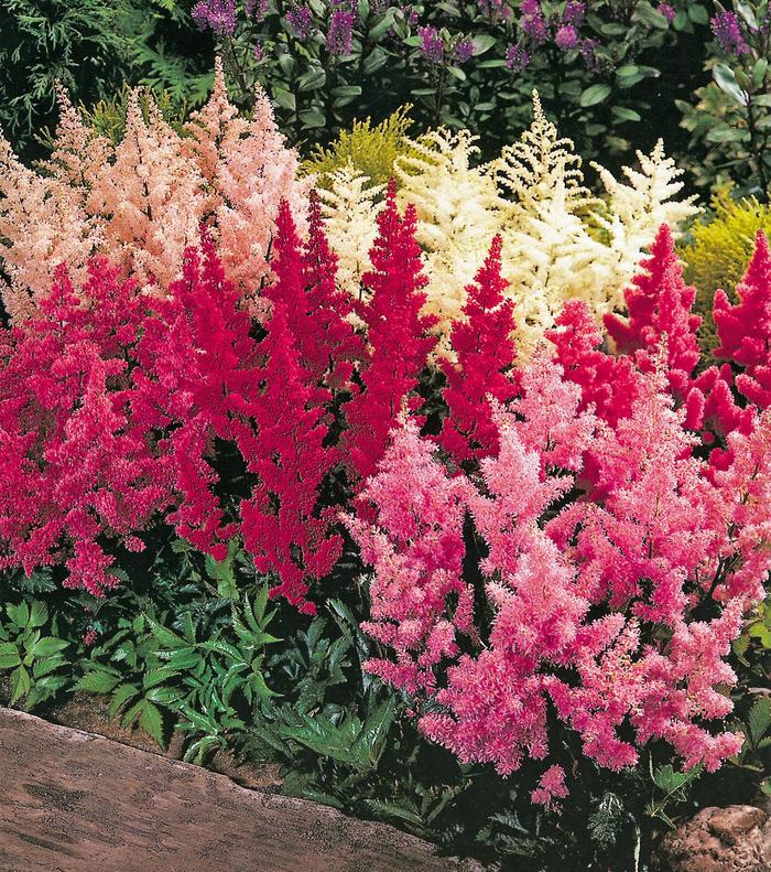 Assorted Astilbe - Astilbe from Wilson Farms Inc