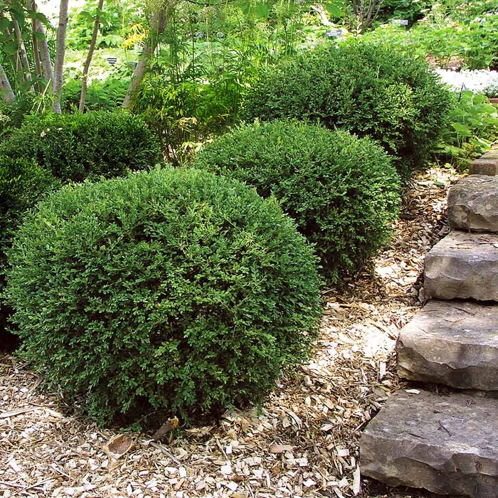 Wintergreen Boxwood - Buxus microphylla var. japonica 'Wintergreen' from Wilson Farms Inc