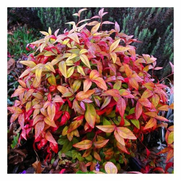Dwarf Nandina - Nandina domestica 'Firepower' from Wilson Farms Inc