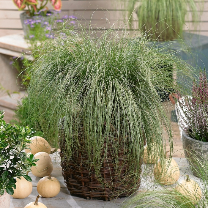ColorGrass&reg; 'Amazon Mist' - Carex comans (Leatherleaf Sedge) from Wilson Farms Inc
