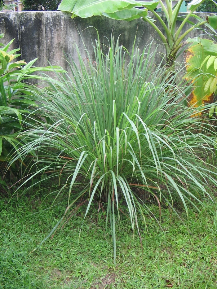 Lemon Grass - Cymbopogon citratus from Wilson Farms Inc