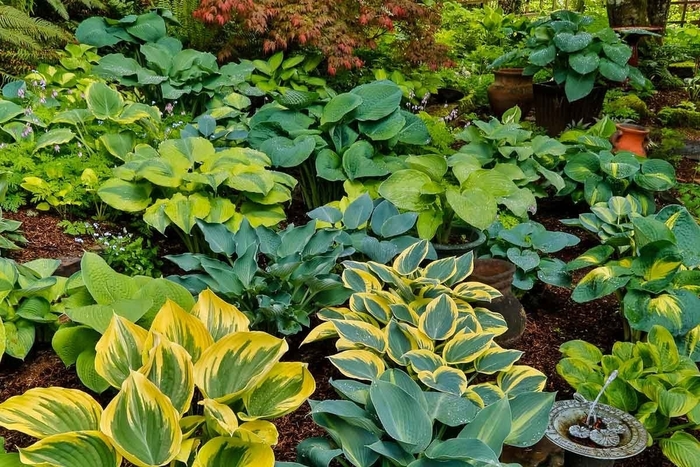 Hostas - Mulitple Varieties from Wilson Farms Inc