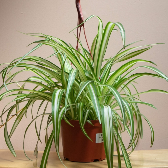 Airplane Plant - Chlorophytum from Wilson Farms Inc