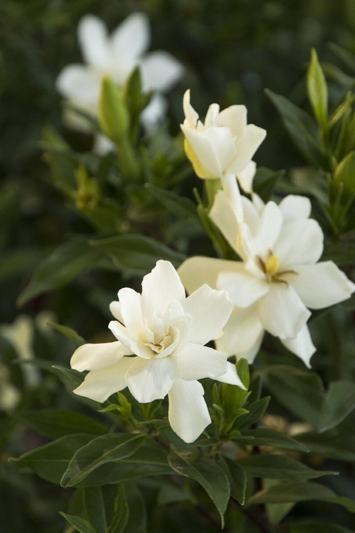 Frost Proof Gardenia - Gardenia jasminoides 'Frost Proof' from Wilson Farms Inc