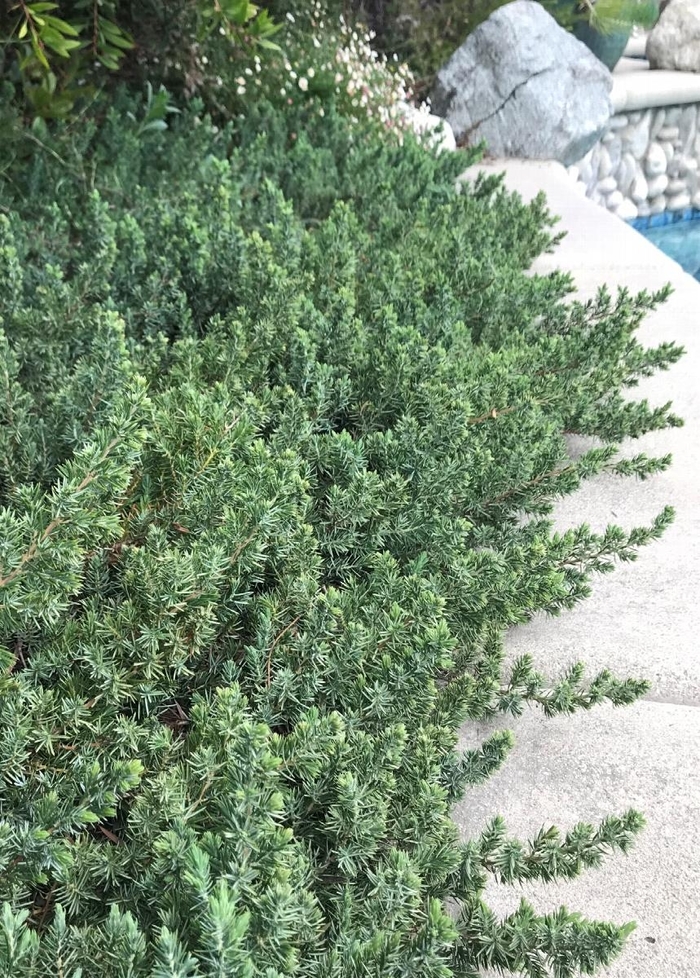 Blue Pacific Juniper - Juniperus conferta `Blue Pacific` from Wilson Farms Inc