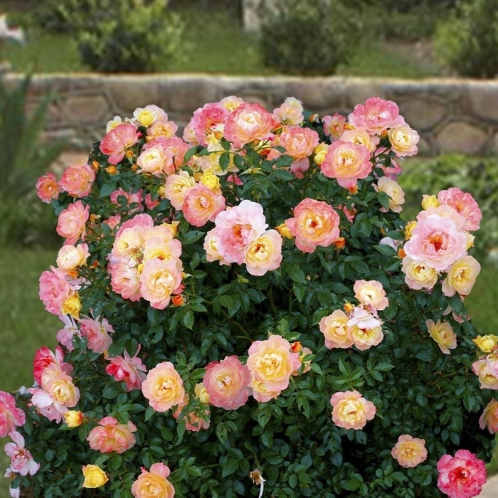 Oso Easy Roses – Assorted Colors - Multiple Varieties from Wilson Farms Inc