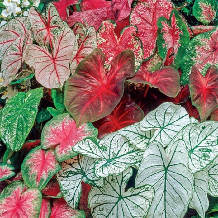 Assorted, Caladium - Caladium bicolor from Wilson Farms Inc