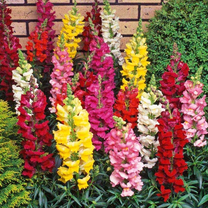 Snapdragon - Snaptini from Wilson Farms Inc